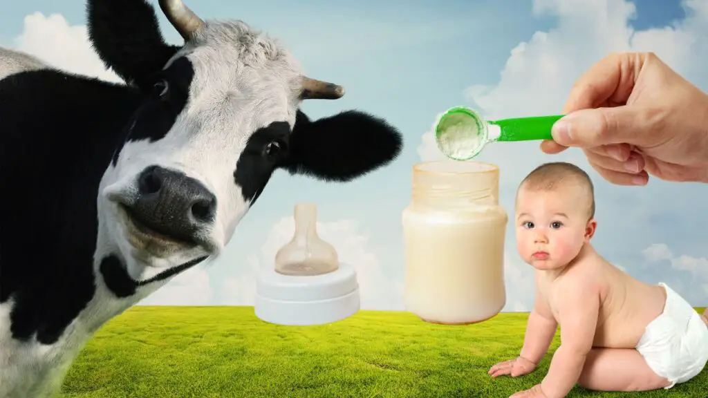 Organic Cow Milk Formula